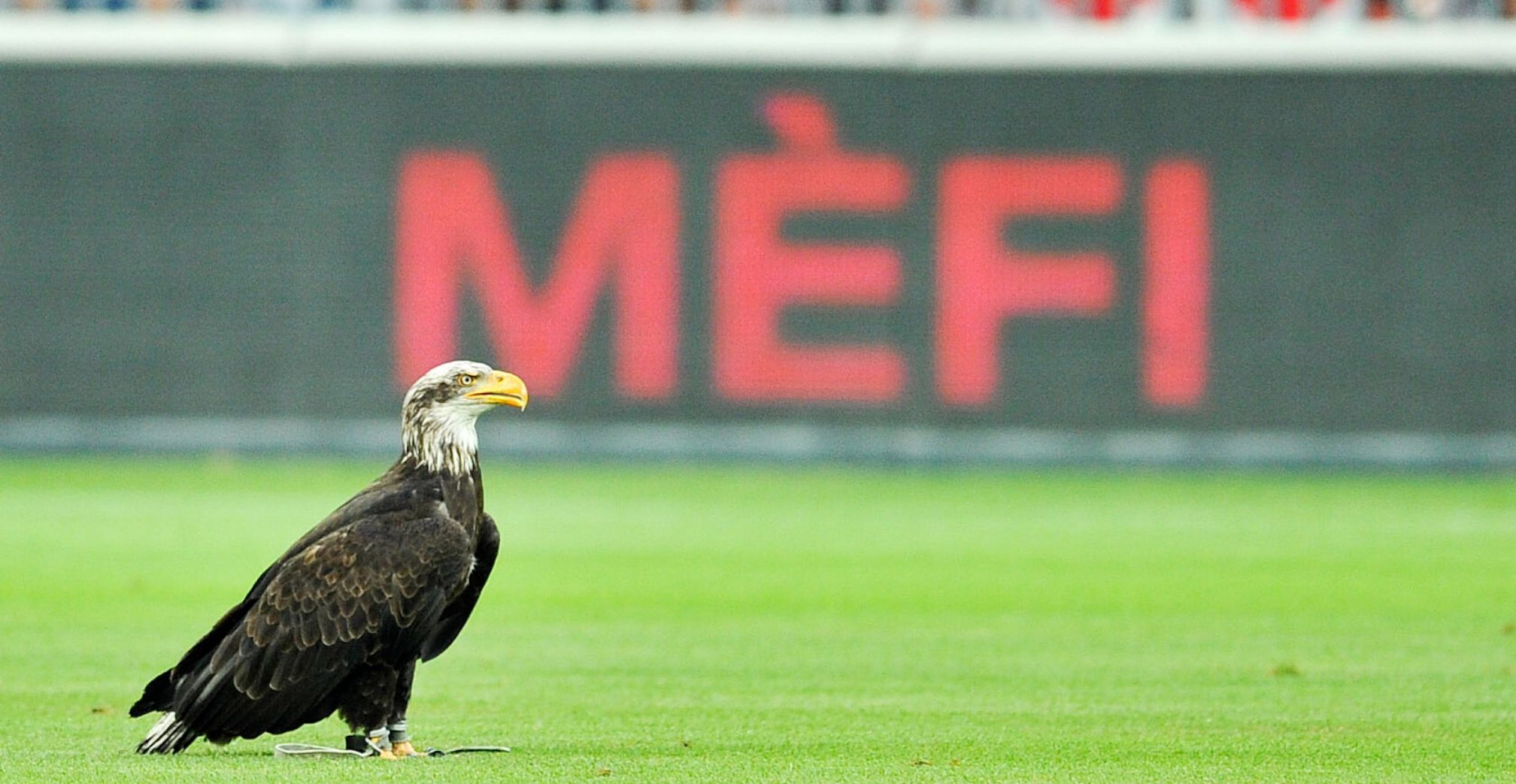 Nice, eagle on pitch
